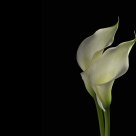 Calla Lily Reflected